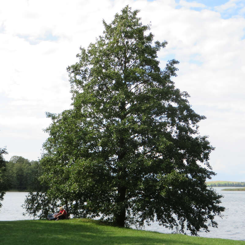 Schwarzerle Alnus glutinosa