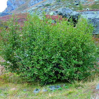 Alnus viridis