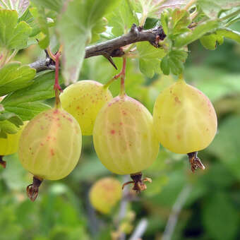 Ribes uva-crispa 'Mucurines'