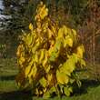 Asimina triloba: Bild 7/10