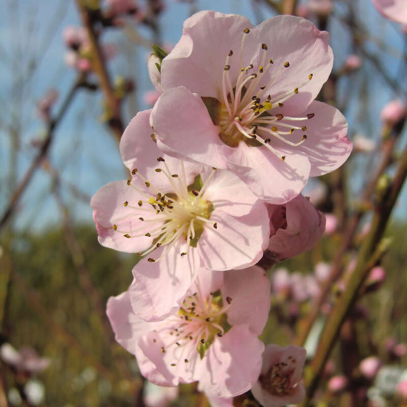 Pfirsich Prunus persica 'Suncrest'