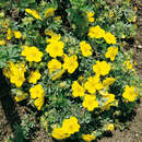Potentilla fruticosa 'Goldteppich' - Fünffingerstrauch