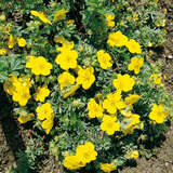 Potentilla fruticosa 'Goldteppich' - Fünffingerstrauch