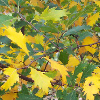 Zelkova carpinifol.'Verschaffeltii'