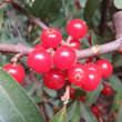 Shepherdia argentea: Bild 1/5