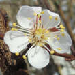 Prunus armeniaca 'Ananas Marille': Bild 1/2