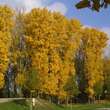 Populus nigra: Bild 1/2