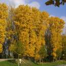 Populus nigra - Schwarzpappel
