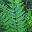 Ailanthus altissima: Bild 2/7