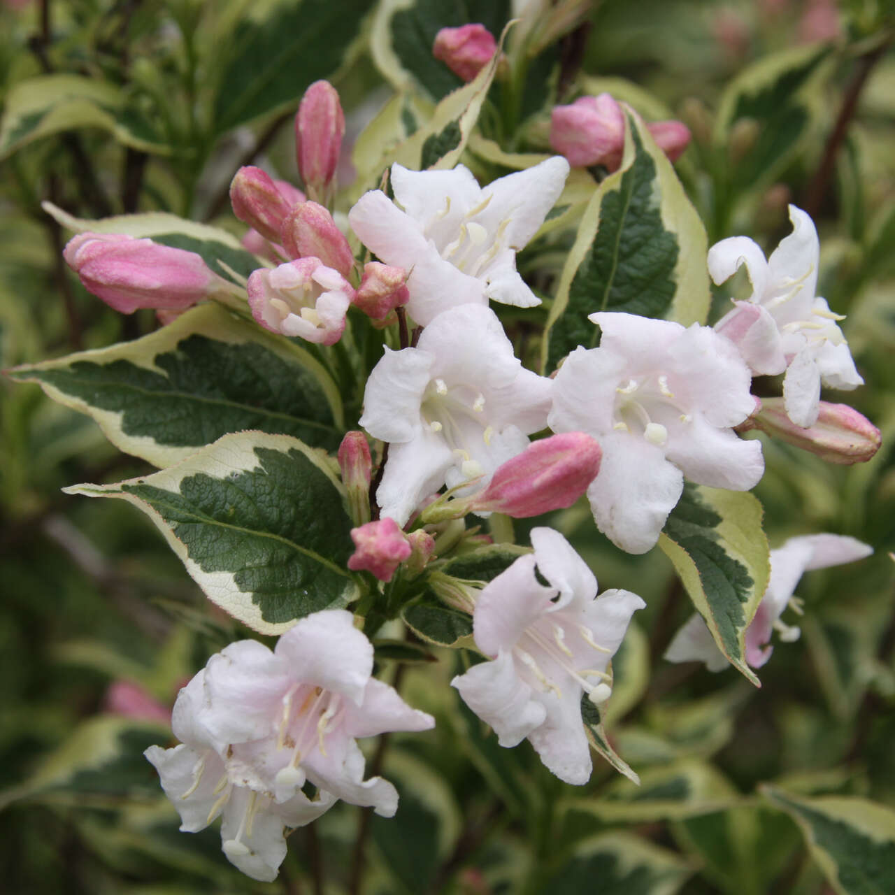 Weigelie rosa Weigela florida 'Variegata' rosa