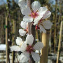 Prunus amygdalus 'Zartschalige Krachmandel' - Süßmandel