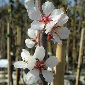 Süßmandel - Prunus amygdalus 'Zartschalige Krachmandel'