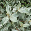 Elaeagnus umbellata: Bild 1/2
