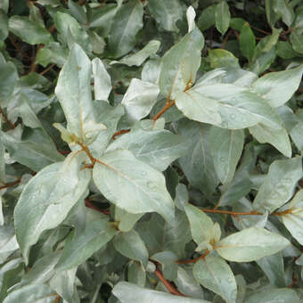 Elaeagnus umbellata