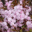 Prunus serrulata 'Asano' - Japanische Blütenkirsche