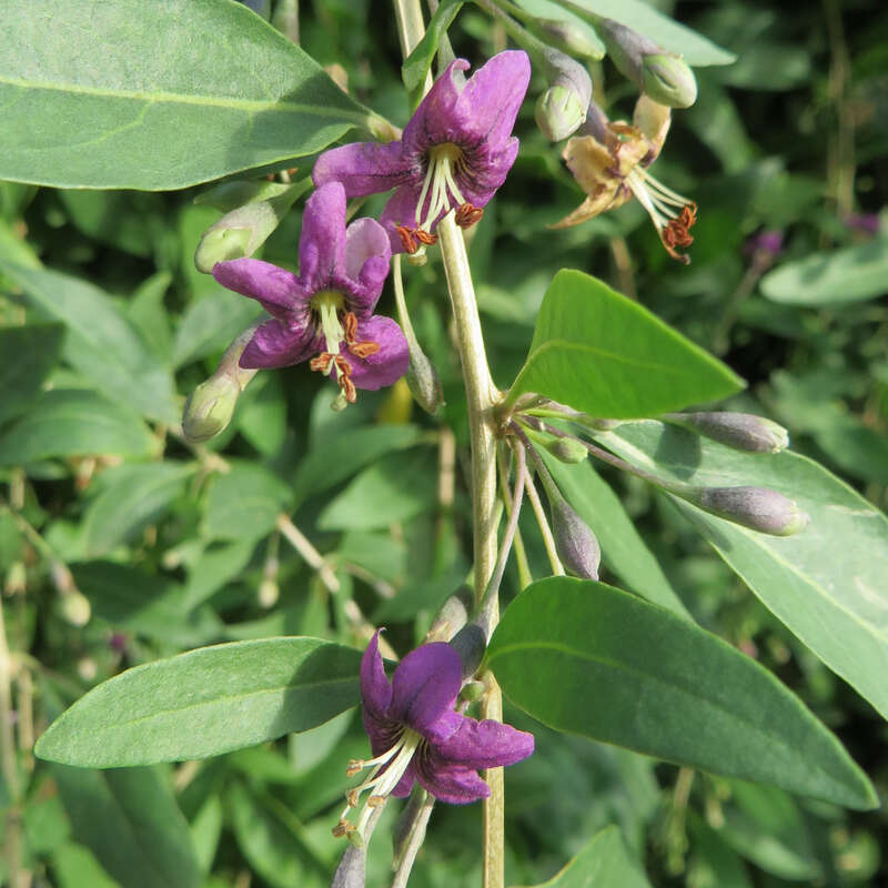 Teufelszwirn - Lycium barbarum