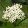 Cornus alba 'Sibirica': Bild 1/2
