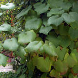 Vitis coignetiae - Rostrote Zierrebe