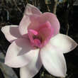 Magnolia 'Sweethart': Bild 2/3