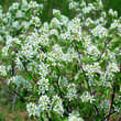 Amelanchier rotundifolia: Bild 1/7