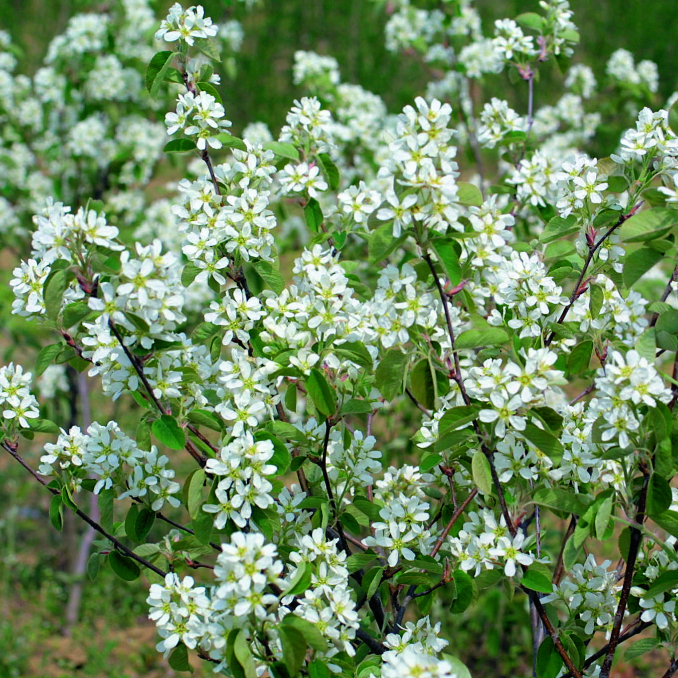 Felsenbirne Amelanchier Rotundifolia 150 175 felsenbirne-amelanchier-rotundifolia-150-175