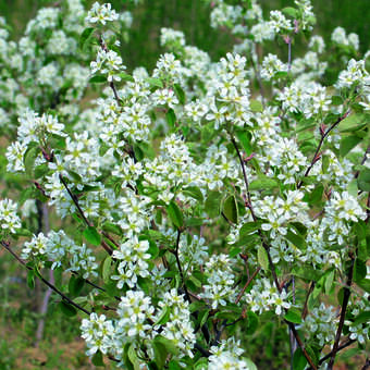 Amelanchier ovalis (A. rotundifolia)