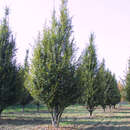 Carpinus betulus 'Fastigiata' - Säulen-Hainbuche