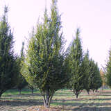 Carpinus betulus 'Fastigiata' - Säulen-Hainbuche