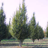 Carpinus betulus 'Fastigiata' - Säulen-Hainbuche