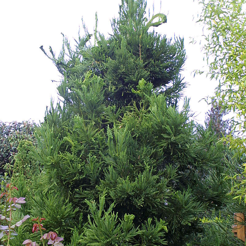 Hahnenkamm-Sicheltanne - Cryptomeria japonica 'Cristata' - grn