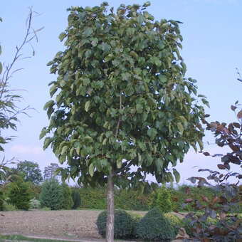Populus lasiocarpa