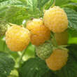 Rubus idaeus 'Golden Everest': Bild 1/3