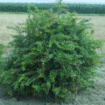 Berberis hookeri