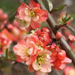 Chaenomeles 'Falconnet Charlet': Bild 1/3