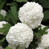 Viburnum opulus 'Roseum' - Gartenschneeball