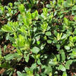 Arctostaphylos uva-ursi: Bild 1/3