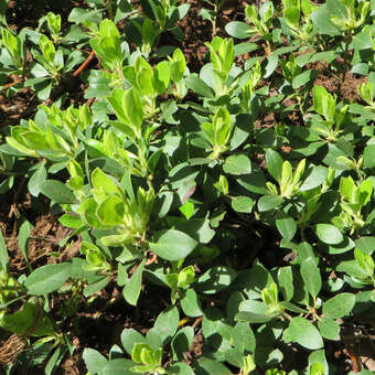Arctostaphylos uva-ursi