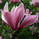 Magnolie - Magnolia 'Spectrum'