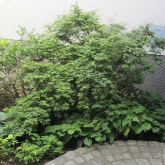 Acer palmatum 'Sharp's Pygmy'