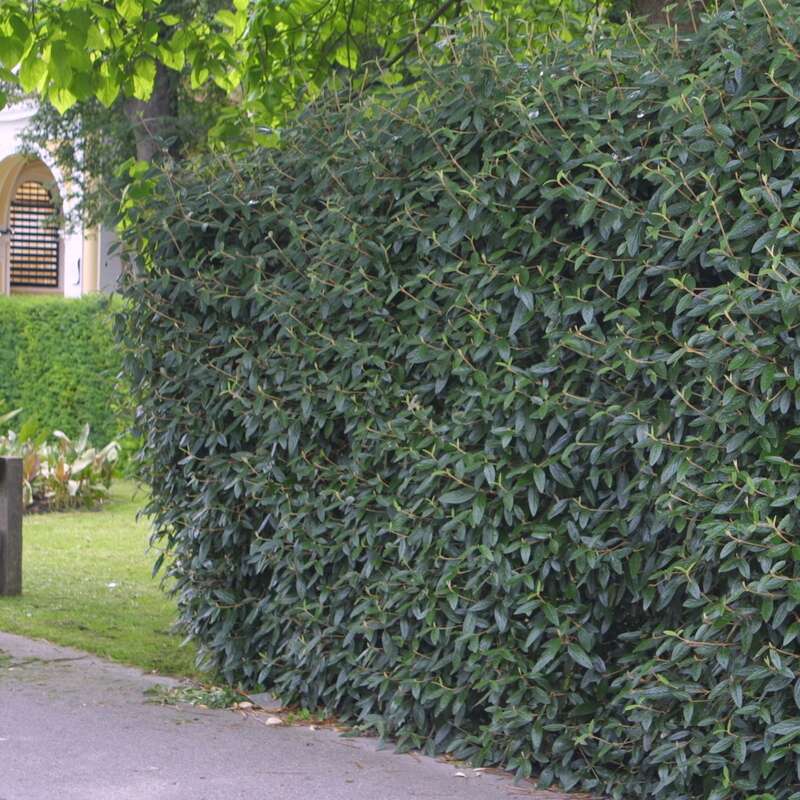 Immergrüner Schneeball Viburnum 'Pragense' weiß