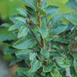 Fagus sylvatica 'Felderbach': Bild 1/1