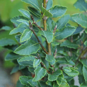 Fagus sylvatica 'Felderbach'