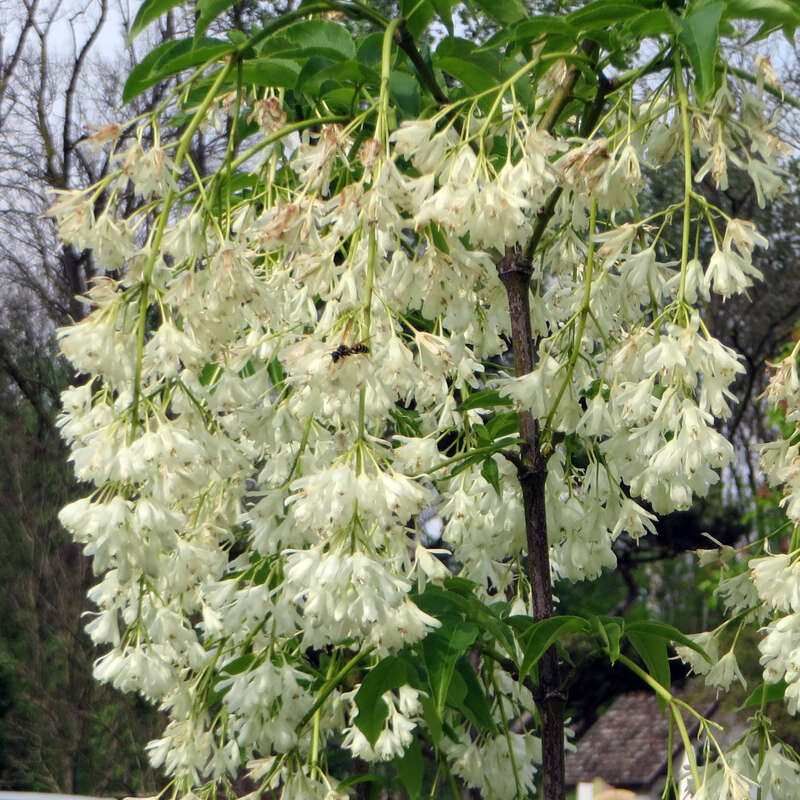 Amerikanische Pimpernuss Samen – Staphylea Trifolia, 20 Stück, Mit Anzuchtanleitung