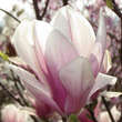 Magnolia soulangeana 'Alexandrina': Bild 1/5