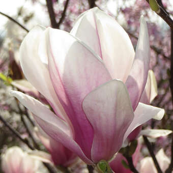 Magnolia soulangeana 'Alexandrina'