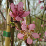 Prunus persica 'Heidemaria' - Pfirsich