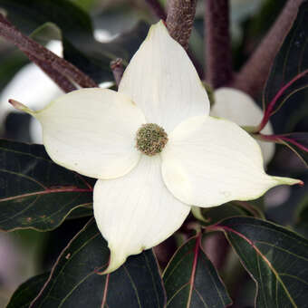 Cornus kousa 'Kreuzdame'