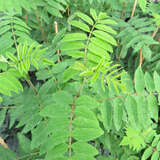 Sorbus aucuparia glabrata - Gebirgs-Vogelbeere