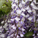 Wisteria floribunda macrobotrys - Blauregen