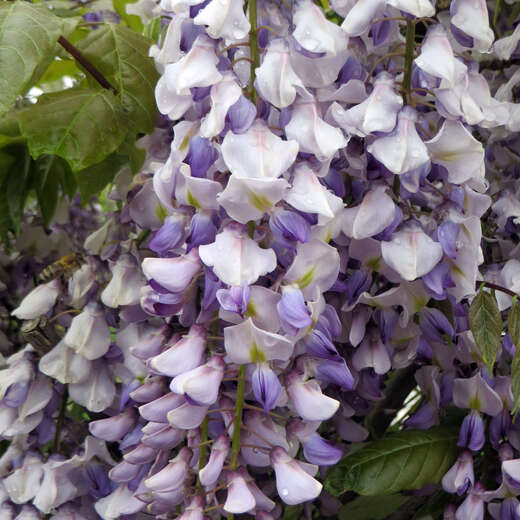 Blauregen Wisteria floribunda Tricolour – Blau, Rosa & Weiß – 3 Pflanzen – 11 cm x H40 cm – Duftend & Kletterpflanze – Für Pergolen, Zäune & Wände